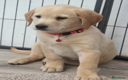 Goldador dogs for sale: Beautiful Goldador Puppies in Garndolbenmaen - Image 27