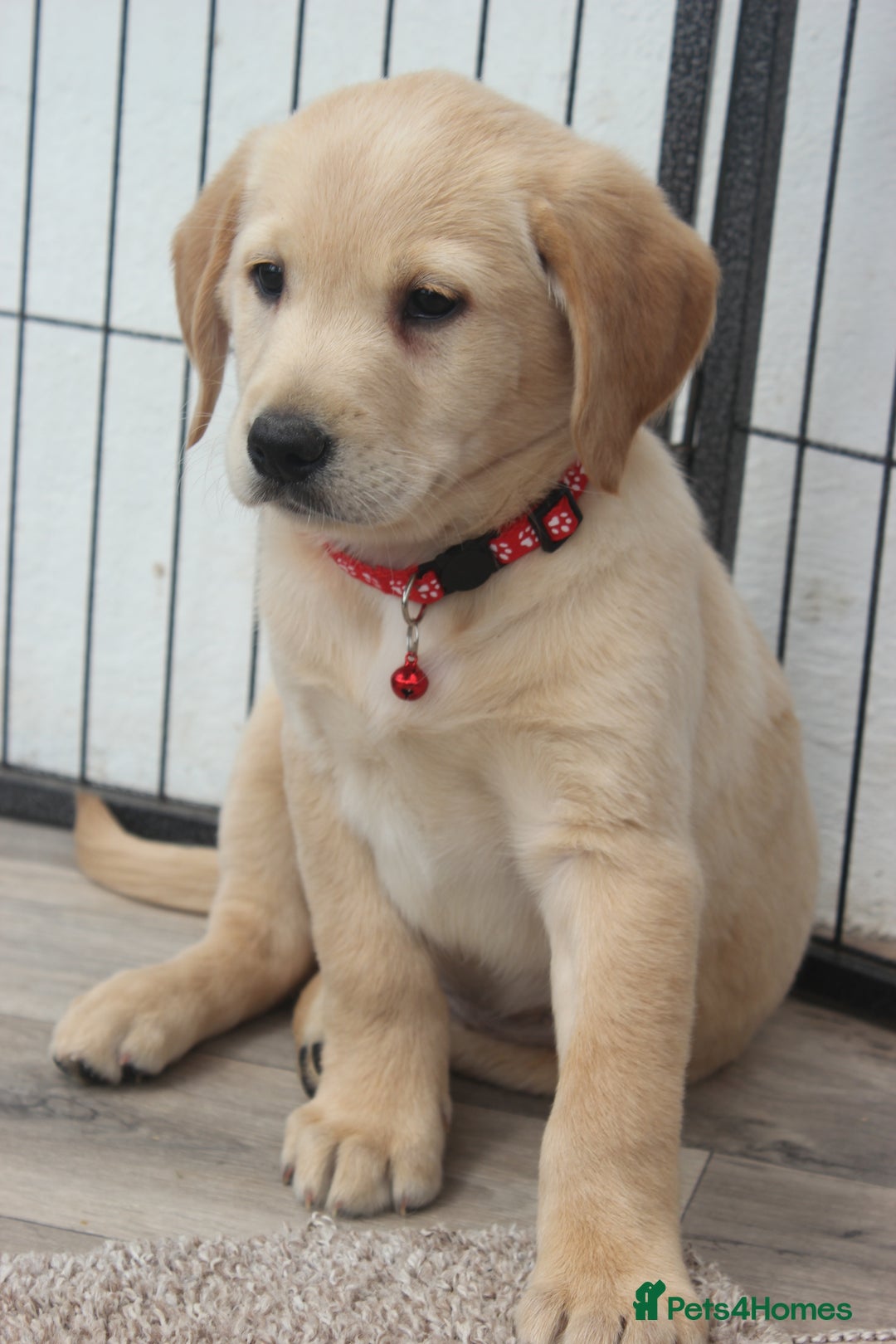Goldador dogs for sale: Beautiful Goldador Puppies in Garndolbenmaen - Image 27