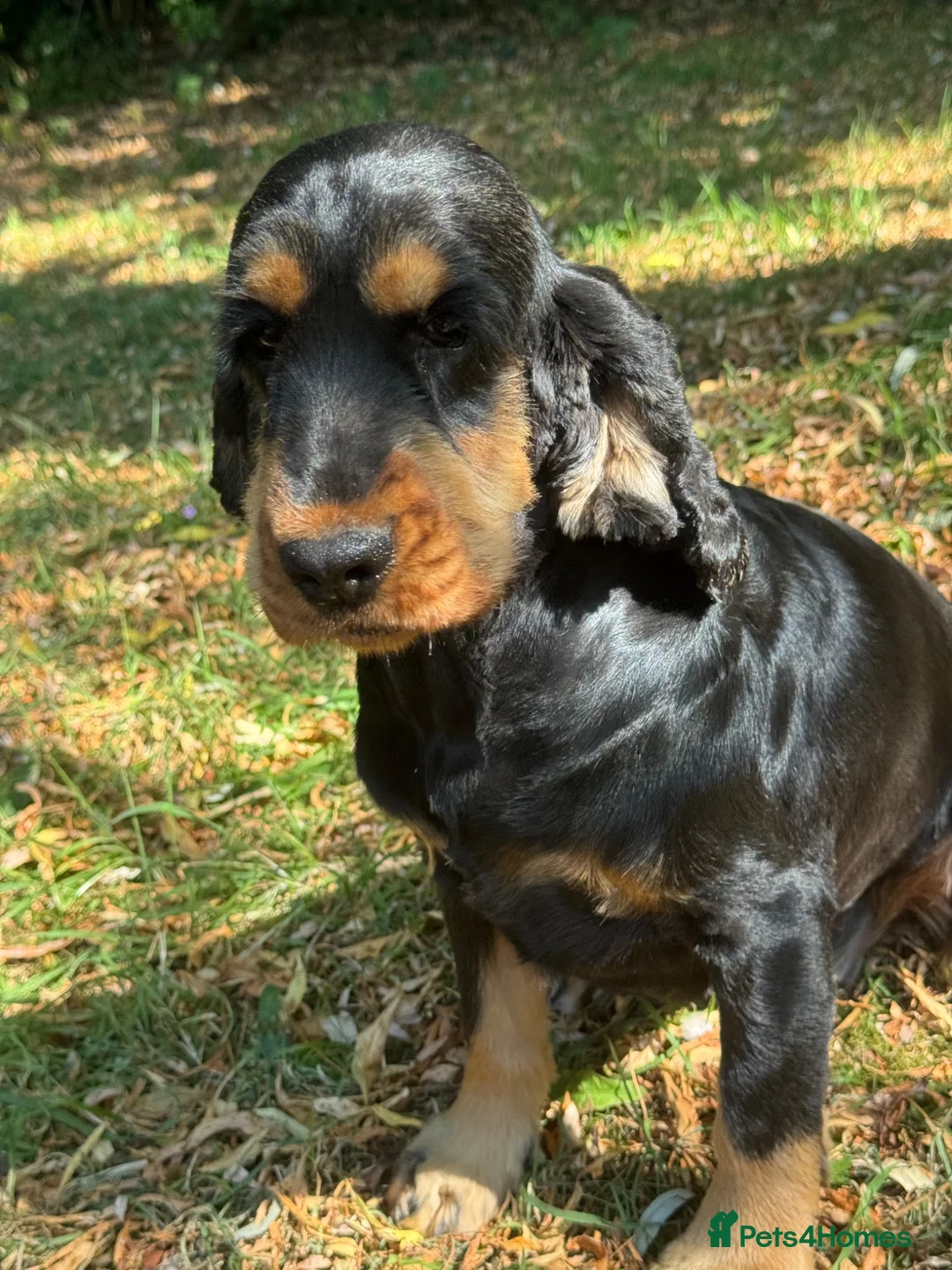 Cocker Spaniel dogs for sale: ❤️ BEAUTIFUL TRUE SHOWTYPE COCKER SPANIEL ❤️  - Advert 2