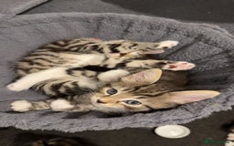 Bengal cats for sale: 3 bengal cross kittens  - Image 1
