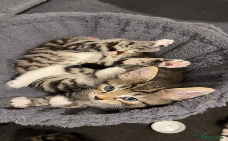 Bengal cats - Advert 2