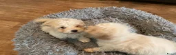 Toy Poodle dogs for sale: Toy poodle pups - Advert 5