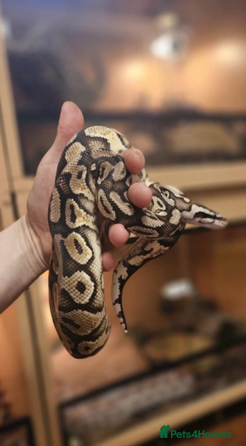 Snake reptiles Ball python  - Advert 1