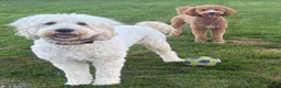 Double Doodle dogs for sale: Standard Double Doodle Puppies Due November🤎🐾 - Advert 11