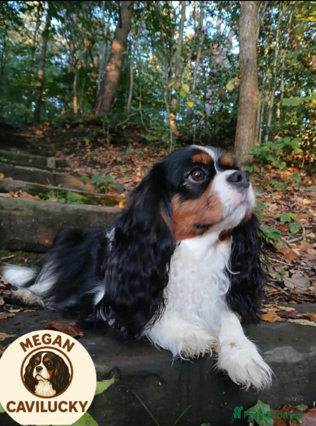 Cavalier King Charles Spaniel dogs for sale: KC puppies Cavalier King charles spaniel🥰🐶🐶🐶 - Advert 4