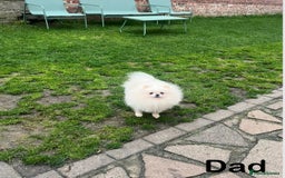Pomeranian dogs for sale: Very Tiny🧸 Teddy Face🐻Top Quality 🔥 - Image 11