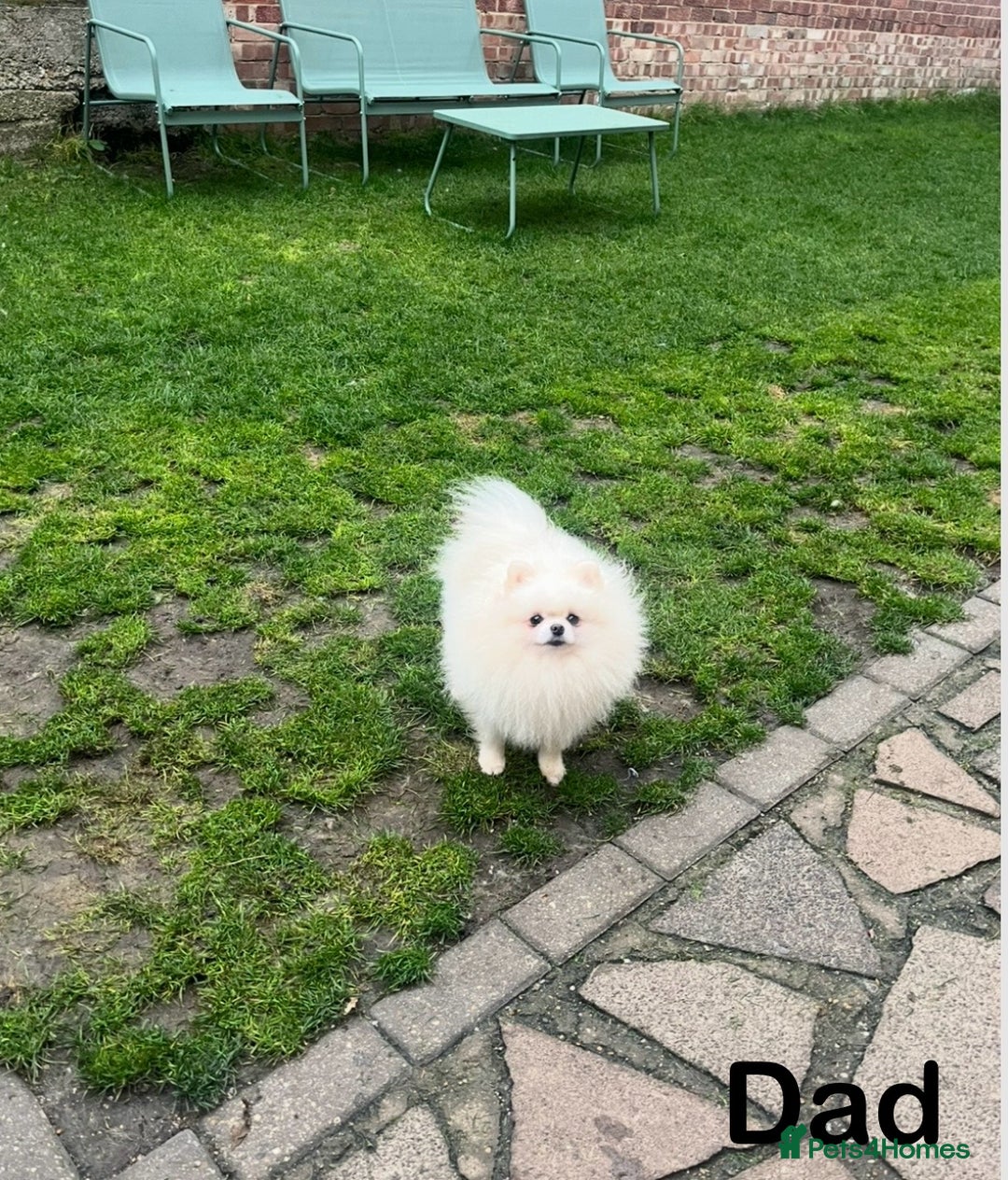 Pomeranian dogs for sale: Very Tiny🧸 Teddy Face🐻Top Quality 🔥 - Image 11