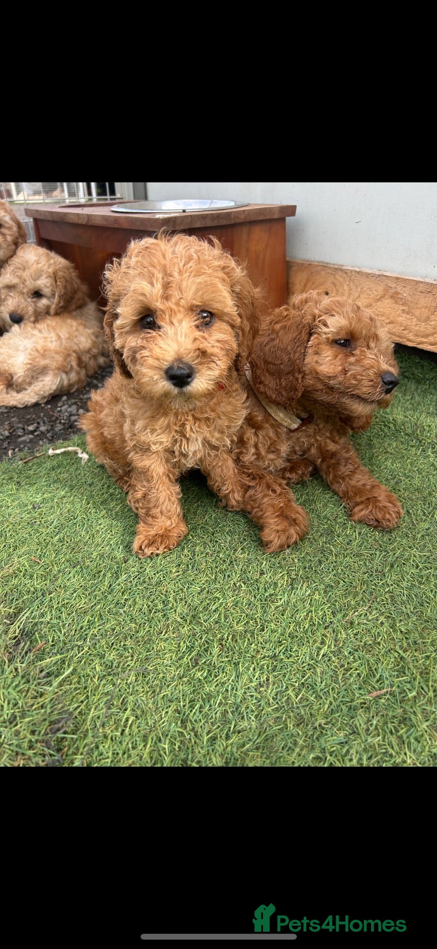 Cockapoo dogs Ready now vetchecked cockapoos - Advert 5