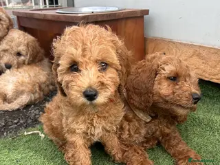Cockapoo dogs Ready now vetchecked cockapoos - Advert 4