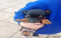 Jack Russell dogs for sale: ONE LAST GIRL READY NOW !!! Tiny Jack Russell - Image 7