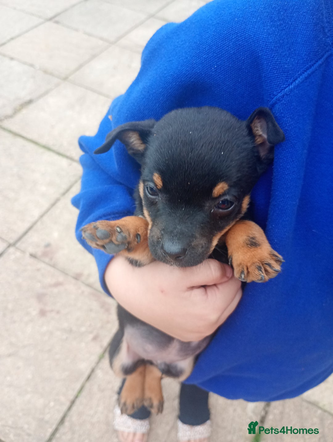 Jack Russell dogs for sale: ONE LAST GIRL READY NOW !!! Tiny Jack Russell - Image 7