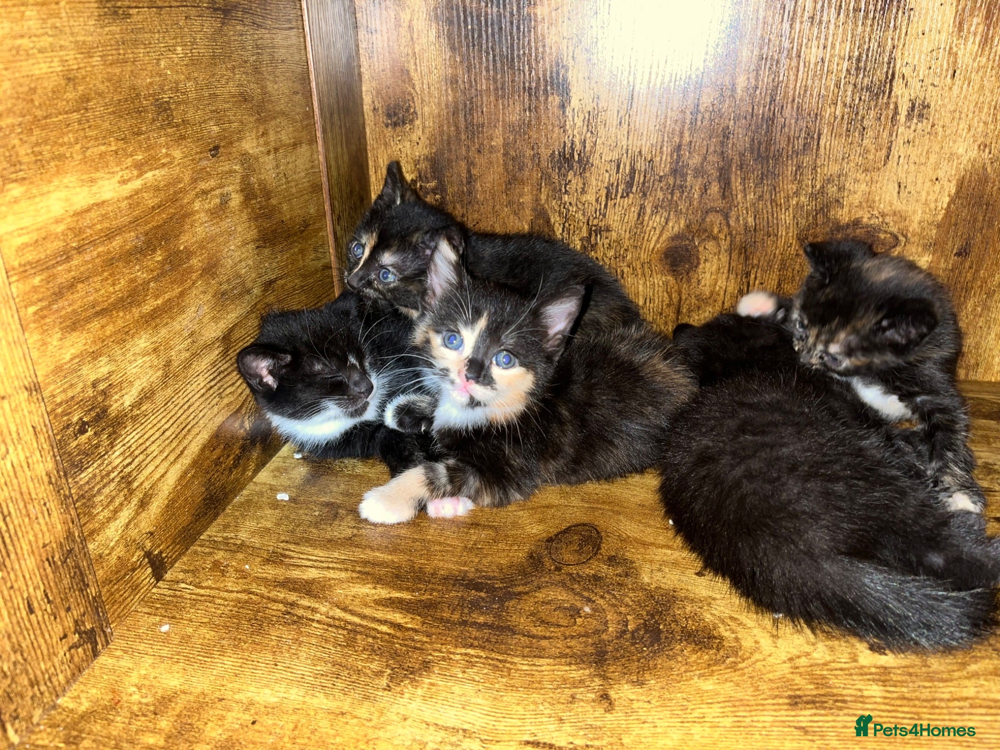 Mixed Breed cats Kittens  - Advert 1