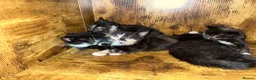 Mixed Breed cats for sale: Kittens  in Birmingham - Advert 1