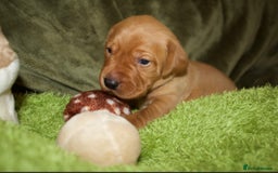 Labrador Retriever dogs for sale: 🐾 KC Registered Fox Red Lab Puppies 🐾 - Image 33