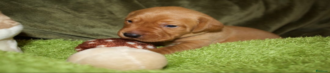 Labrador Retriever Puppy 6