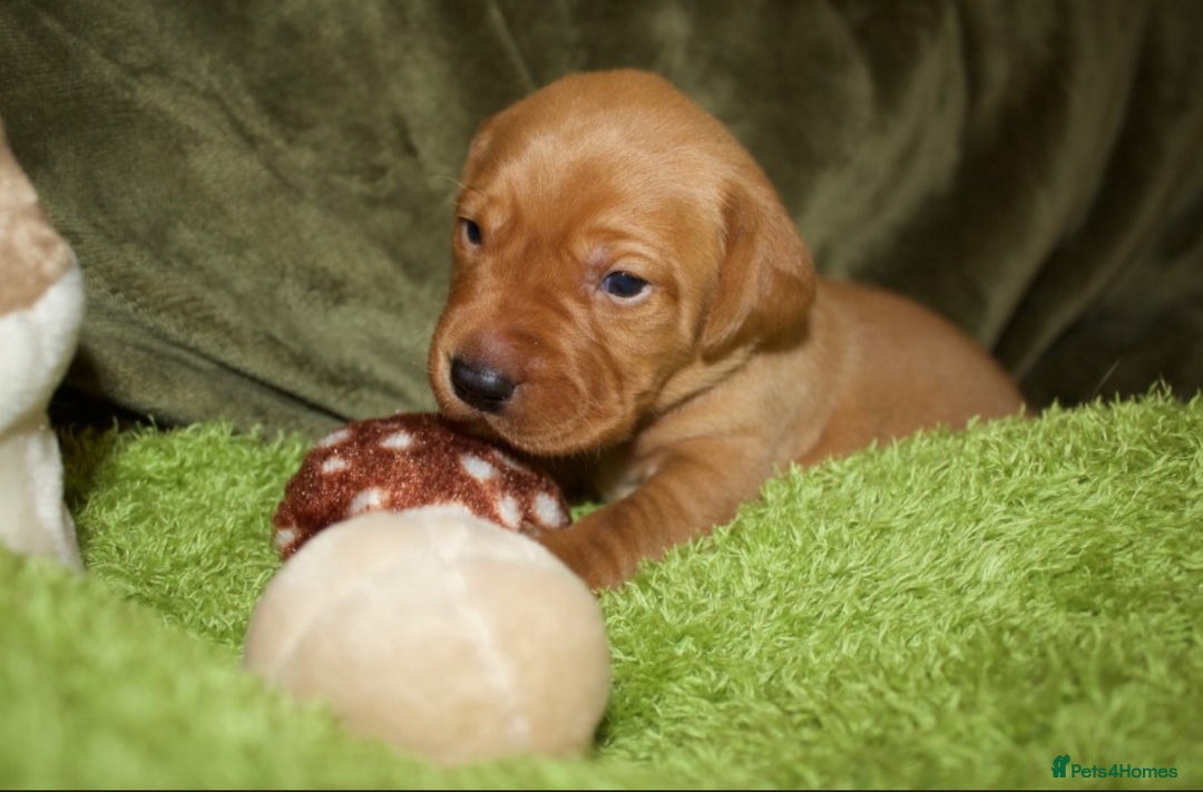 Labrador Retriever dogs for sale: 🐾 KC Registered Fox Red Lab Puppies 🐾 - Image 33