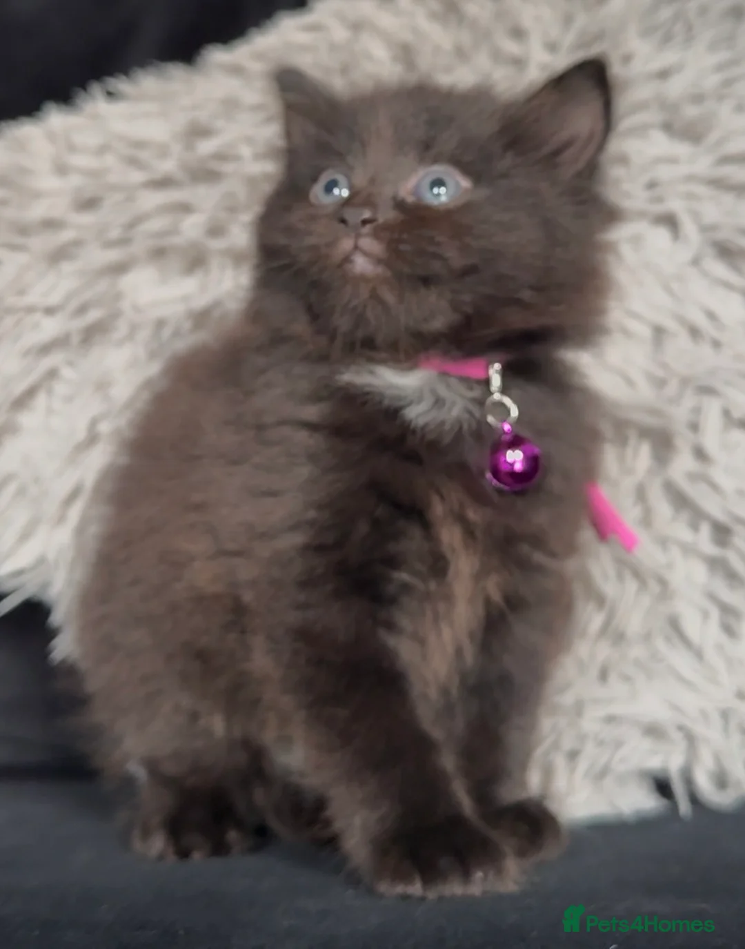 Mixed Breed cats for sale: Beautiful kittens  - Advert 2