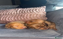 Miniature Dachshund dogs for sale: 3 gorgeous miniature daschunds - Image 16
