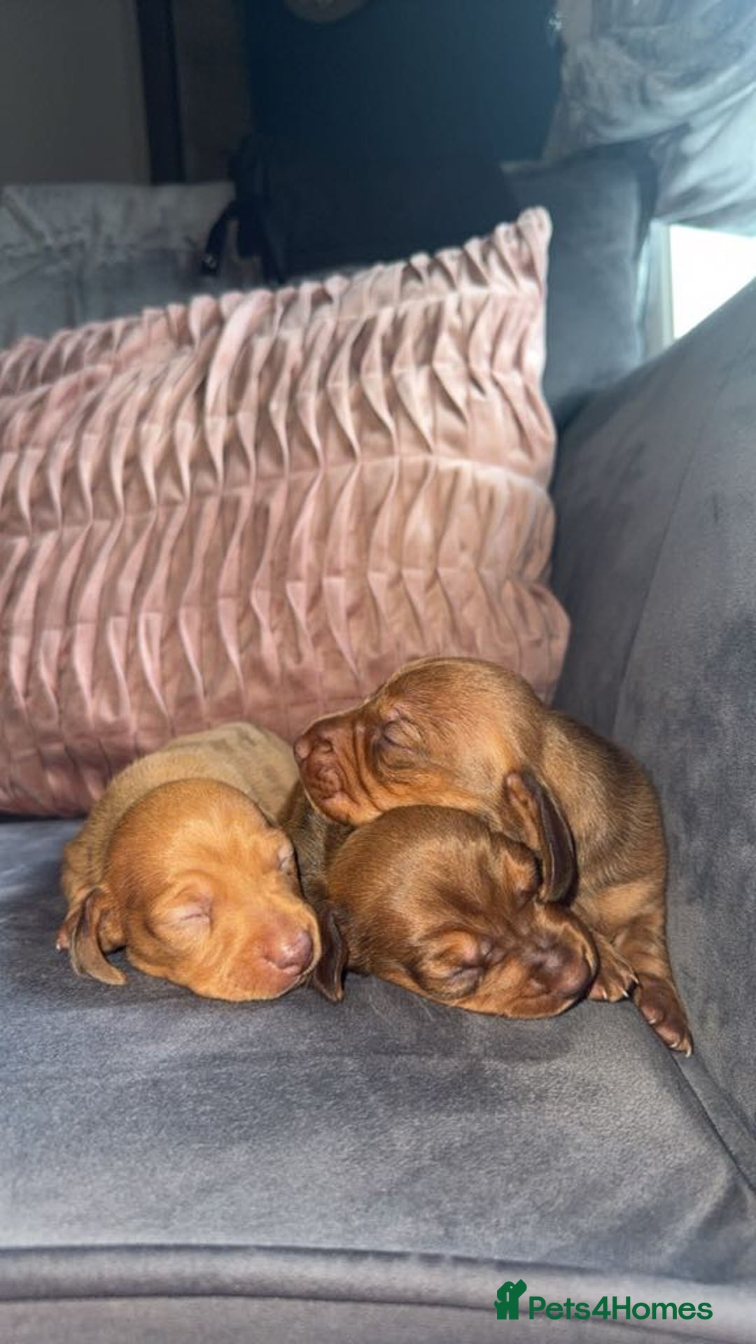 Miniature Dachshund dogs for sale: 3 gorgeous miniature daschunds - Image 16