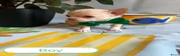 Chihuahua dogs for sale: Chihuahua puppies - Advert 39
