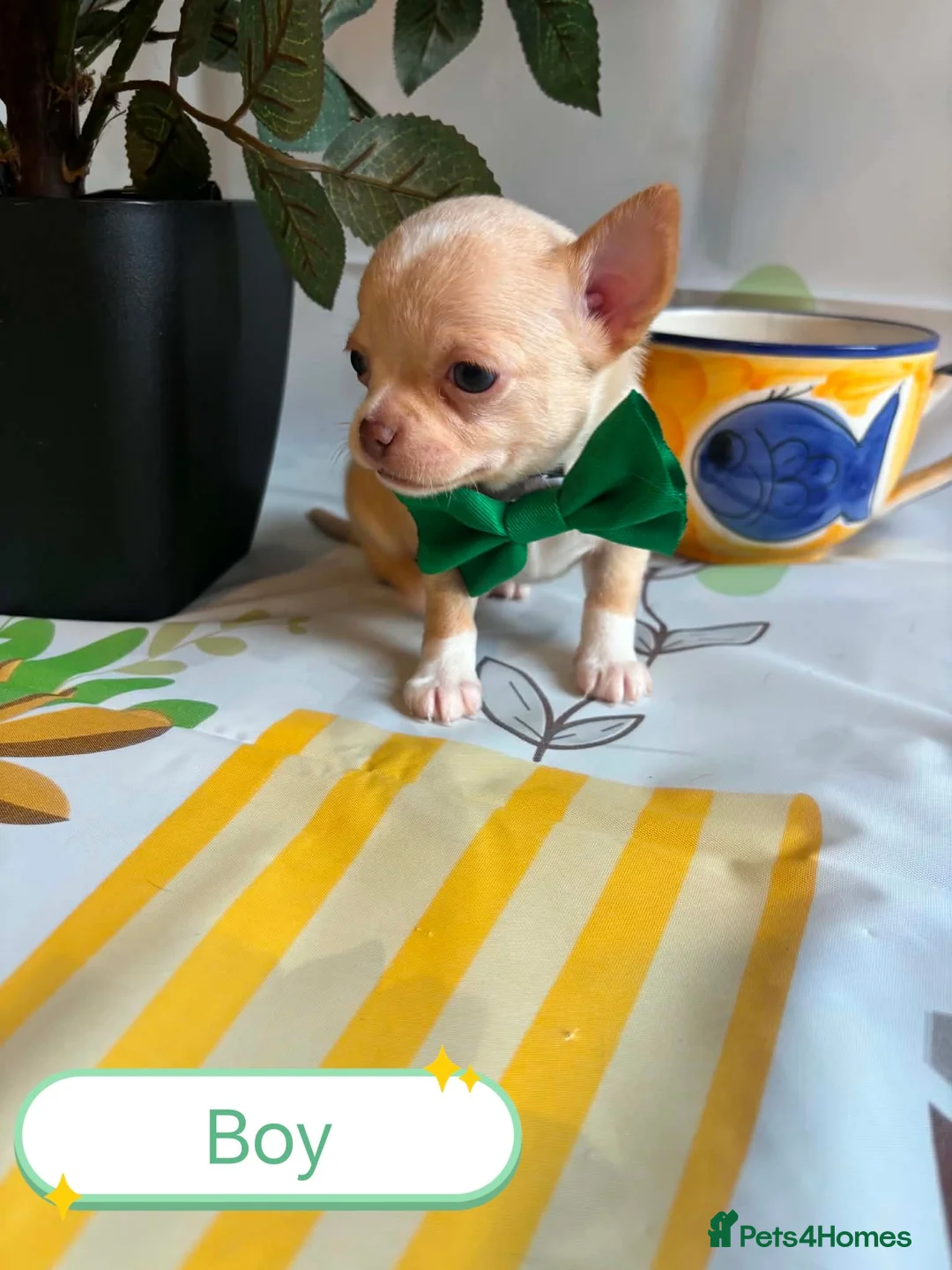 Chihuahua dogs for sale: Chihuahua puppies - Advert 39