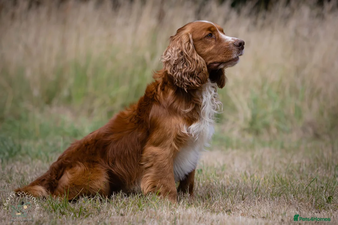 Cocker Spaniel dogs for stud: At STUD - Working Cocker - Advert 2