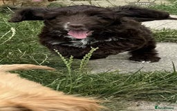Cockapoo dogs for sale: F1 beautiful  cockapoo puppy’s  - Image 12