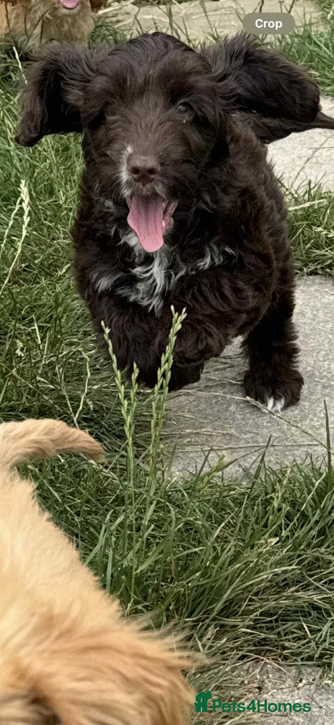 Cockapoo dogs for sale: F1 beautiful  cockapoo puppy’s  - Image 12