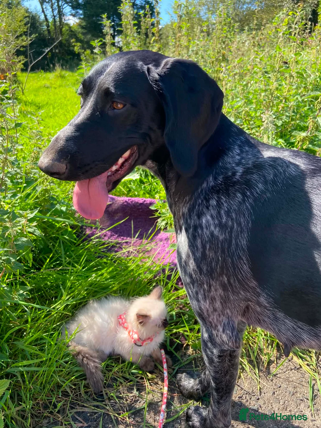 German Shorthaired Pointer dogs for sale: Stunning GSP female - Advert 6