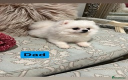 Pomeranian dogs for sale: ✨ 3 White Pomeranian Puppies – CHAMPION BLOODLINE✨ - Image 10