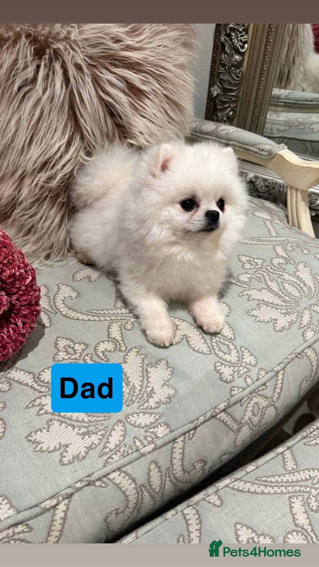 Pomeranian dogs for sale: ✨ 3 White Pomeranian Puppies – CHAMPION BLOODLINE✨ - Image 10