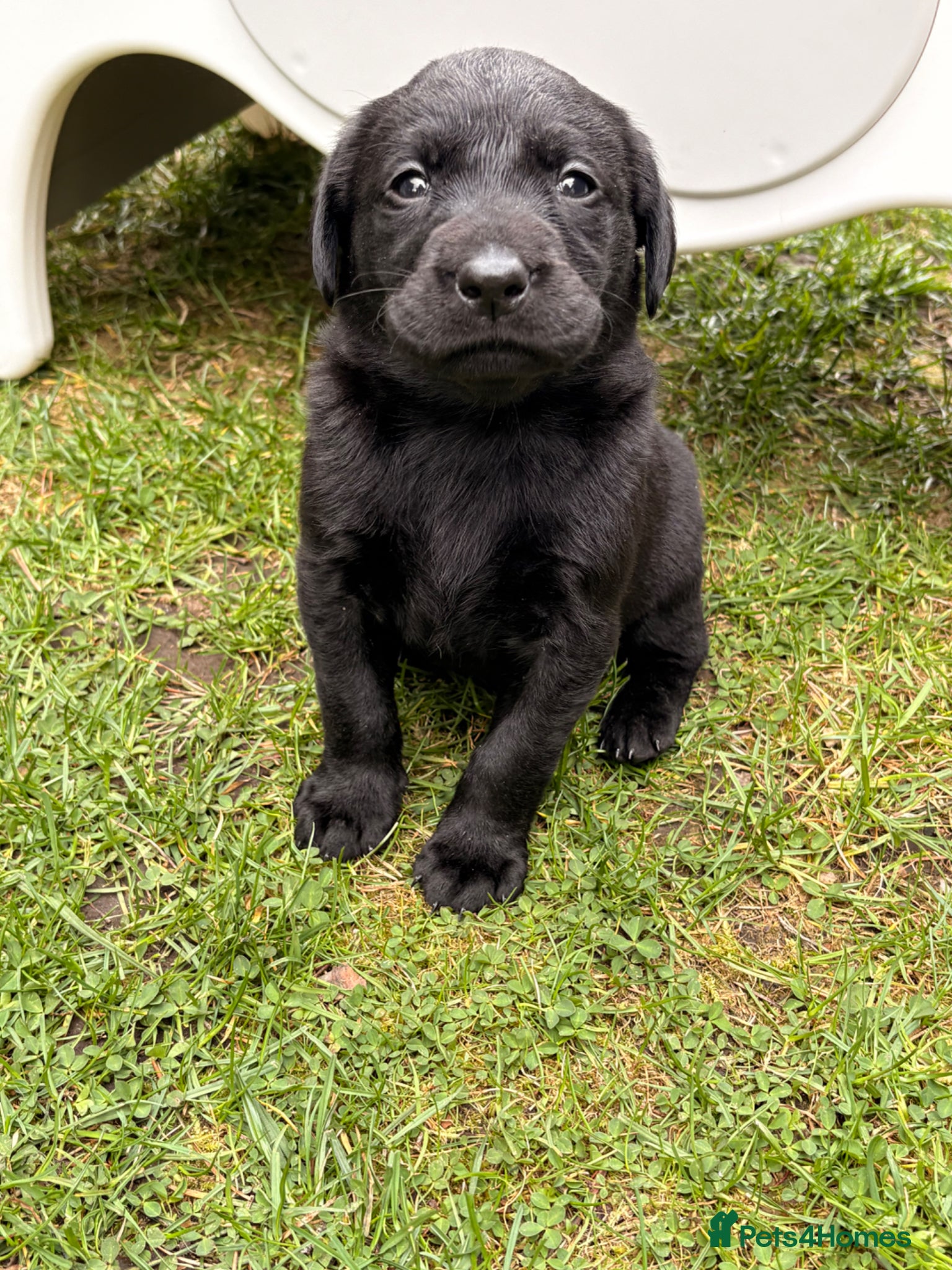 Labrador Retriever dogs KC full health tested Labrador puppies - Advert 2