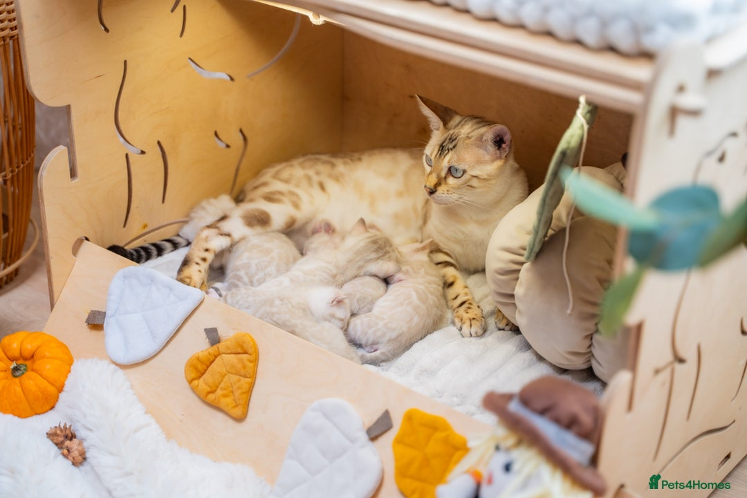 Bengal cats for sale: Pure Snow Bengals-TICA champions pedigree-Stunning - Image 12
