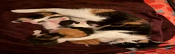 Mixed Breed cats for sale: 4 little kittens 🐱  - Advert 10