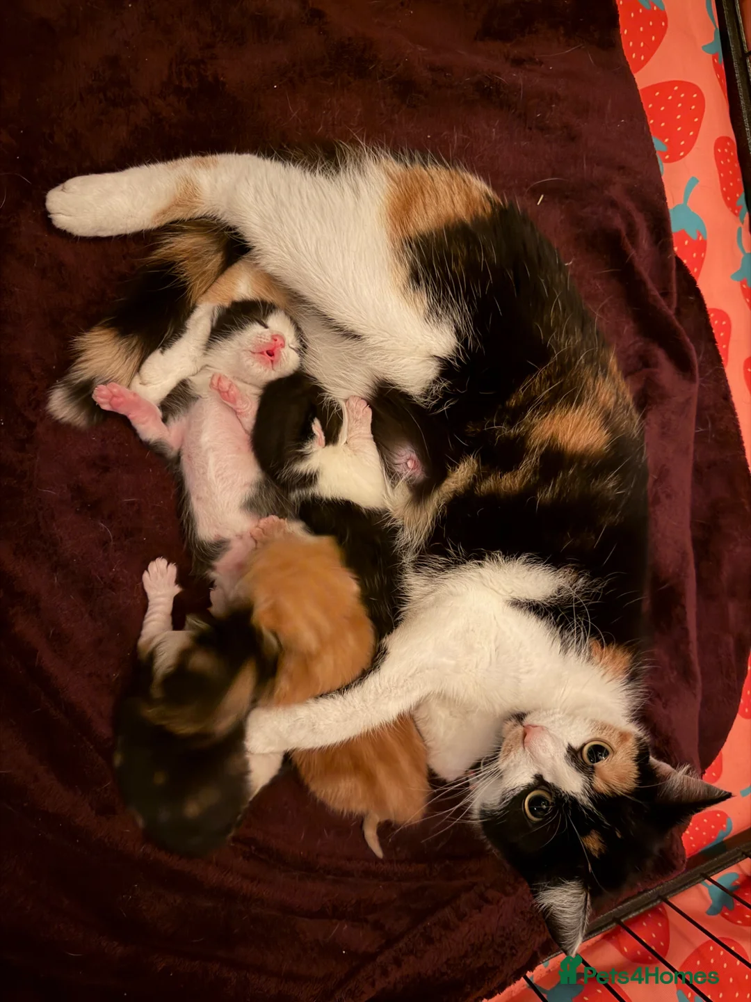 Mixed Breed cats for sale: 4 little kittens 🐱  - Advert 10
