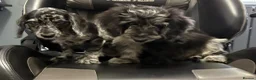 Doxiepoo dogs for sale: READY NOW  DOXIEPOOS BOTH PARENTS HEALTH TESTED  - Advert 8