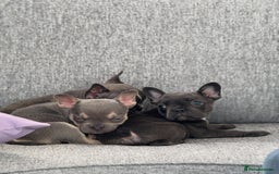 French Bulldog dogs for sale: French bulldog pups KC Reg - Image 4
