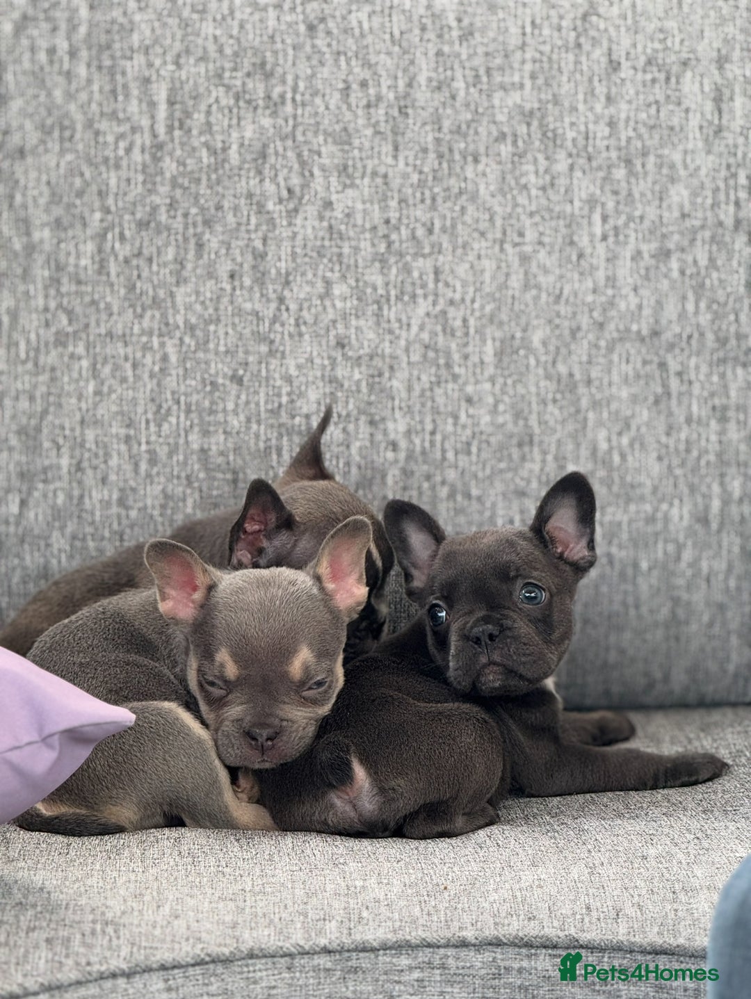French Bulldog dogs for sale: French bulldog pups KC Reg - Image 4