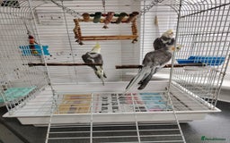 Cockatiels birds for sale: lovely cockatiels - Image 5
