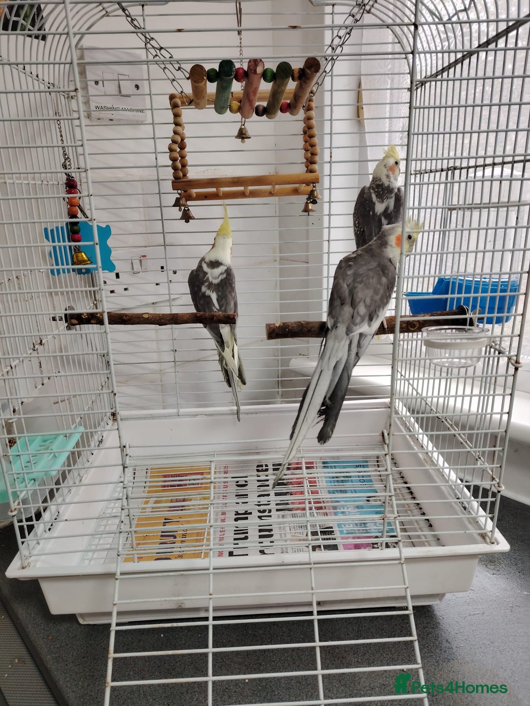 Cockatiels birds for sale: lovely cockatiels - Image 5