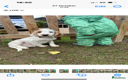 Cocker Spaniel dogs for sale: Working cocker spaniel puppies  - Image 13