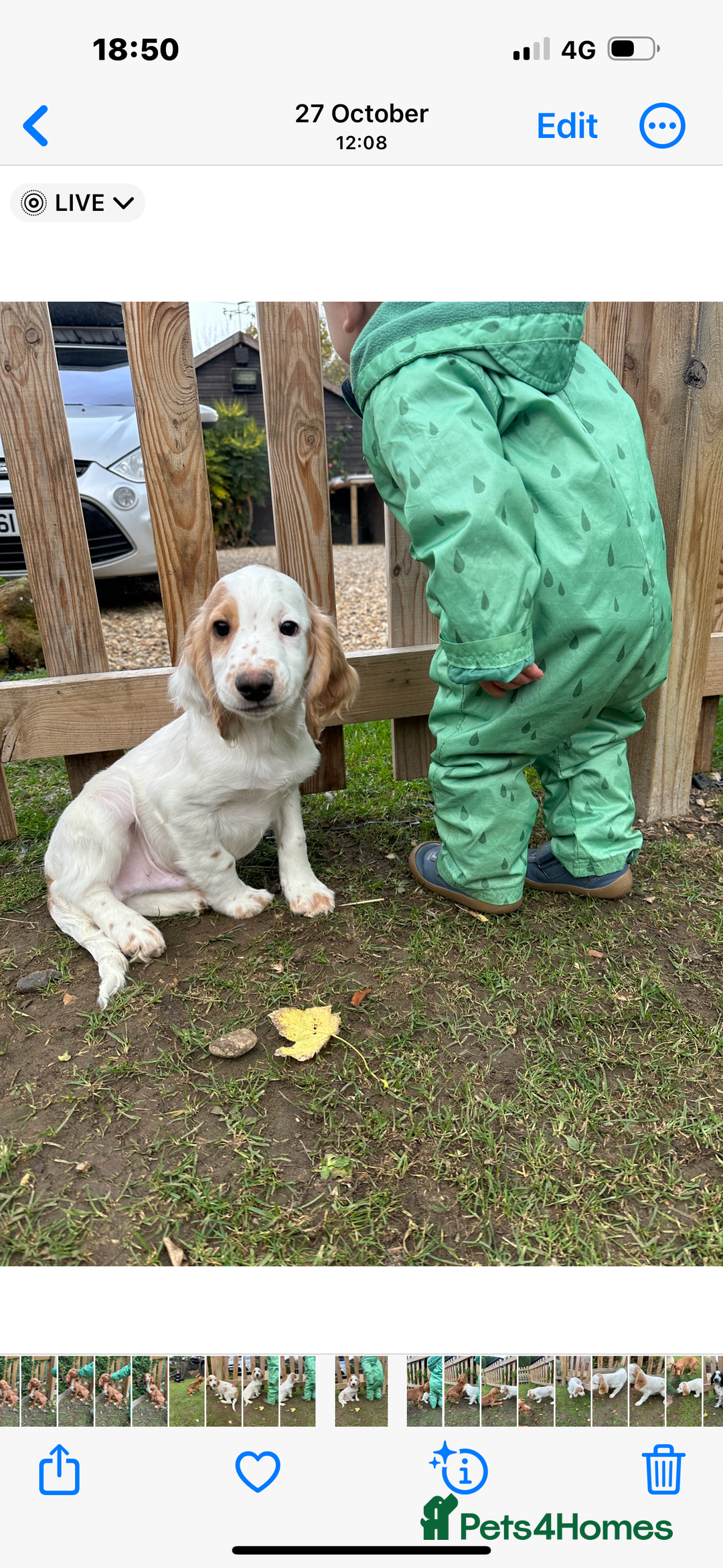 Cocker Spaniel dogs for sale: Working cocker spaniel puppies  - Image 13