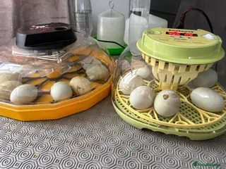 Ducks poultry Indian runner ducklings - Advert 2