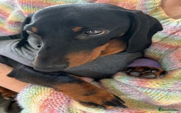Dachshund dogs for sale: Miniature Daschund - Image 2