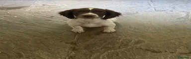 English Springer Spaniel 4