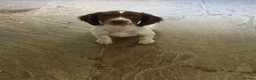 English Springer Spaniel dogs for sale:  Liver & White English Springer Spaniel Puppies - Advert 5