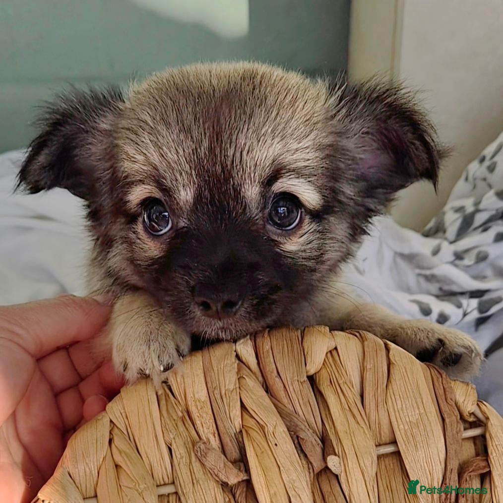 Chihuahua dogs **last boy available**long Coat Chihuahua pup - Advert 1