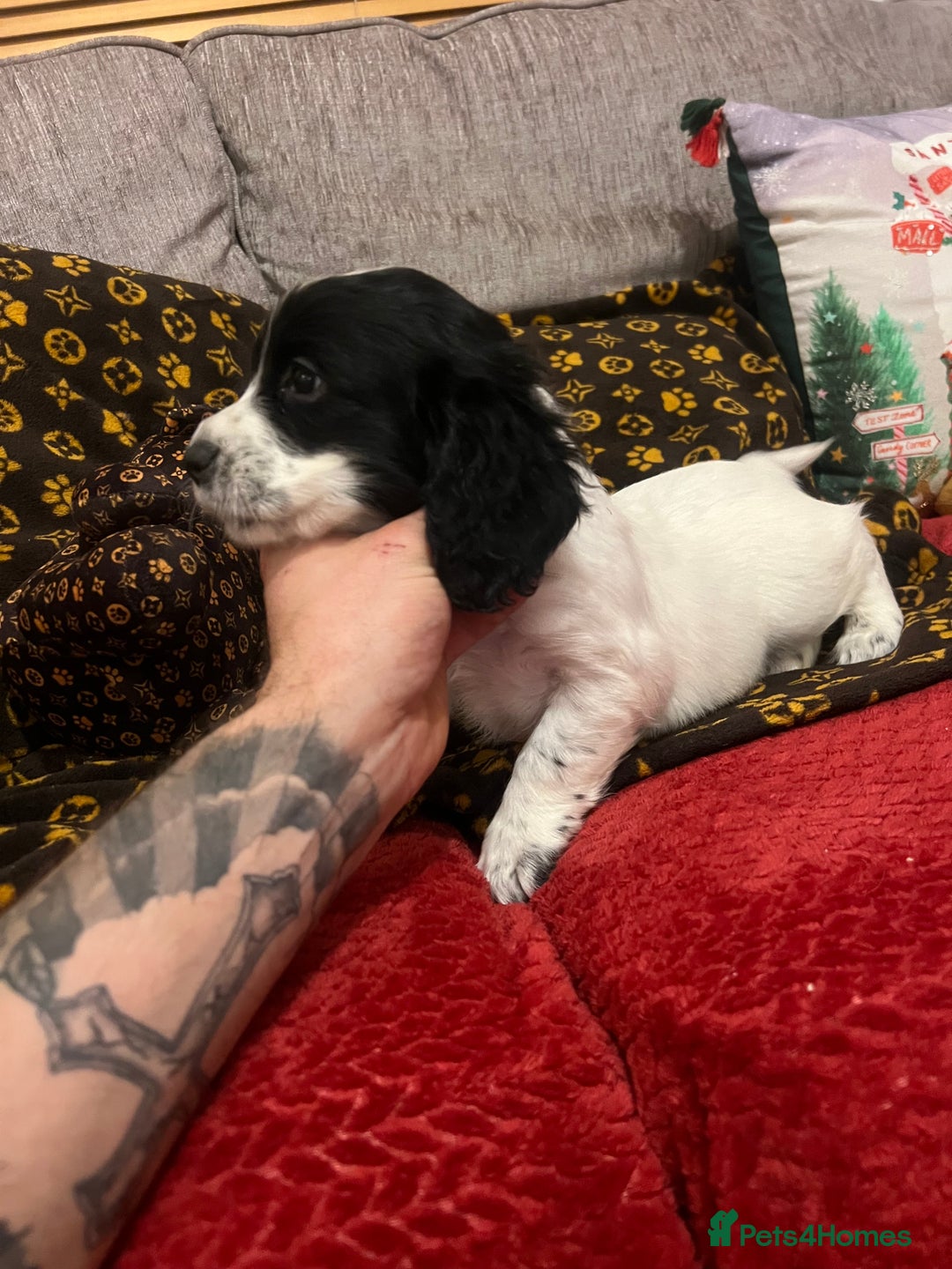 Cocker Spaniel dogs for sale: Cocker spaniel puppies - Advert 2