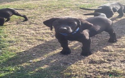Labrador Retriever dogs for sale: Working labrador puppies  - Image 12