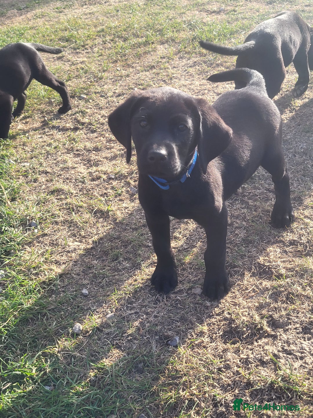 Labrador Retriever dogs for sale: Working labrador puppies  - Image 12